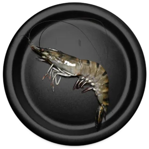 Black Tiger Shrimp – HOSO