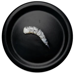 Black Tiger Shrimp – PUD