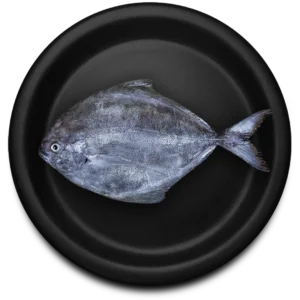 Black Pomfret