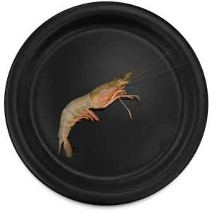 Brown Shrimp