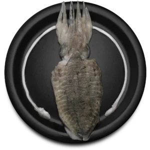 Cuttlefish Whole