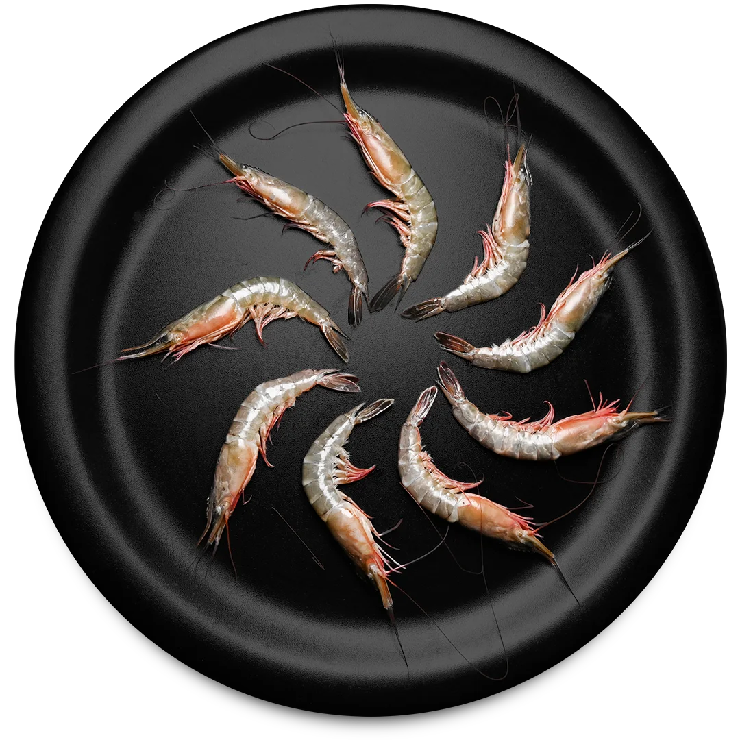 Karikadi Shrimp