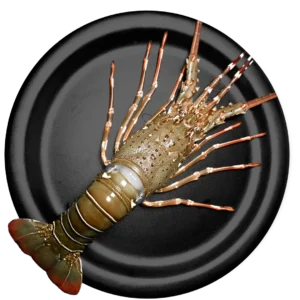 Lobster