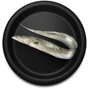 Ribbon Fish