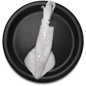 Squid Whole