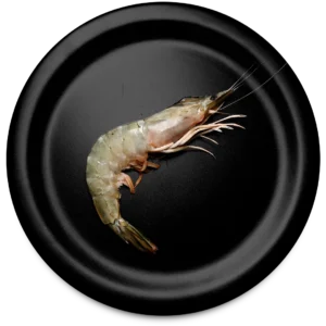 White Shrimp