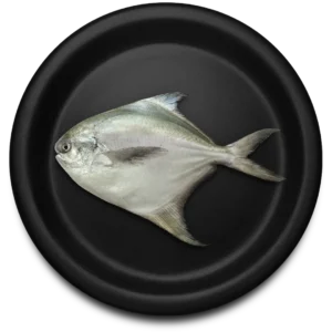 Silver Pomfret