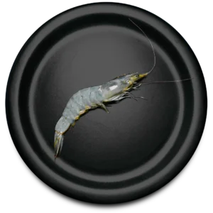 Vannamei Shrimp – HOSO