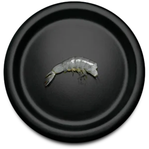 Vannamei Shrimp – HLSO